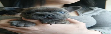French Bulldog Puppy 2