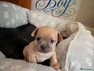 Chihuahua dogs Adorable Chihuahua puppies:) 6 Weeks old :) - Advert 6