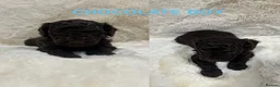 Cavapoochon dogs for sale: CAVAPOOCHON PUPPY GIRLS/BOYS HEALTH TESTED - Advert 12