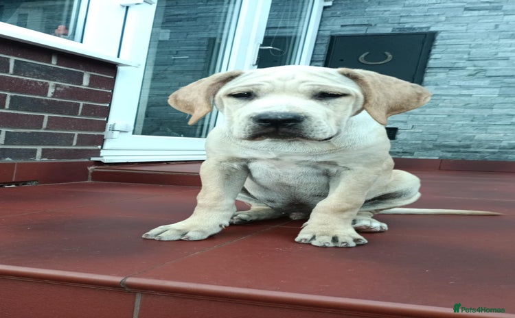Mixed Breed dogs - Advert 11