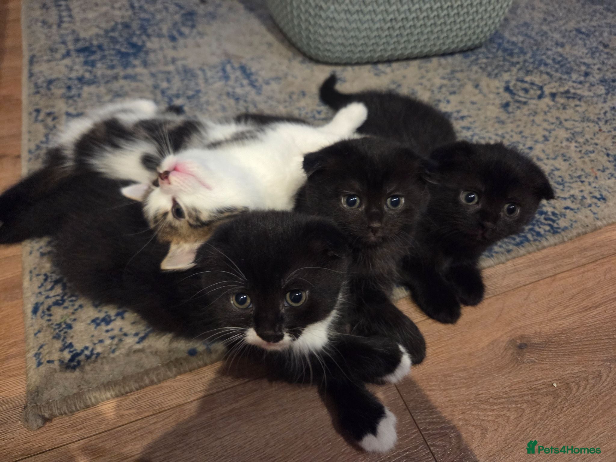 Mixed Breed cats 4 Female kittens  - Advert 1
