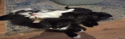 Mixed Breed cats for sale: 4 Female kittens  - Advert 1