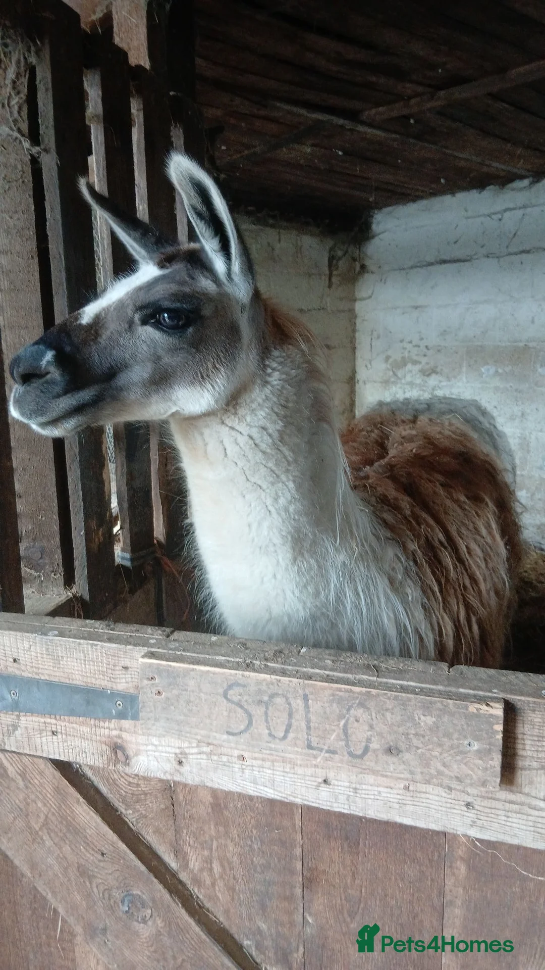 Llama livestock for sale: Male Entire Llama For Sale in Huddersfield - Advert 3