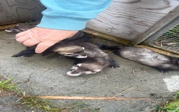 Ferret rodents for sale: Baby ferrets 8 weeks old - Image 10