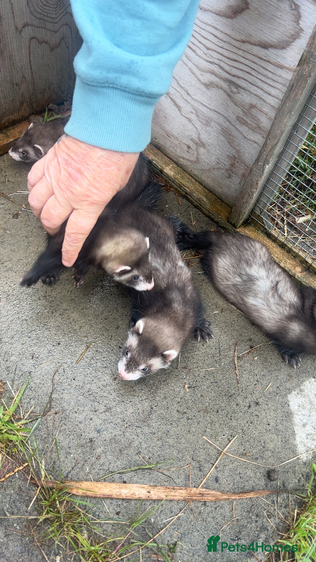 Ferret rodents for sale: Baby ferrets 8 weeks old - Image 10
