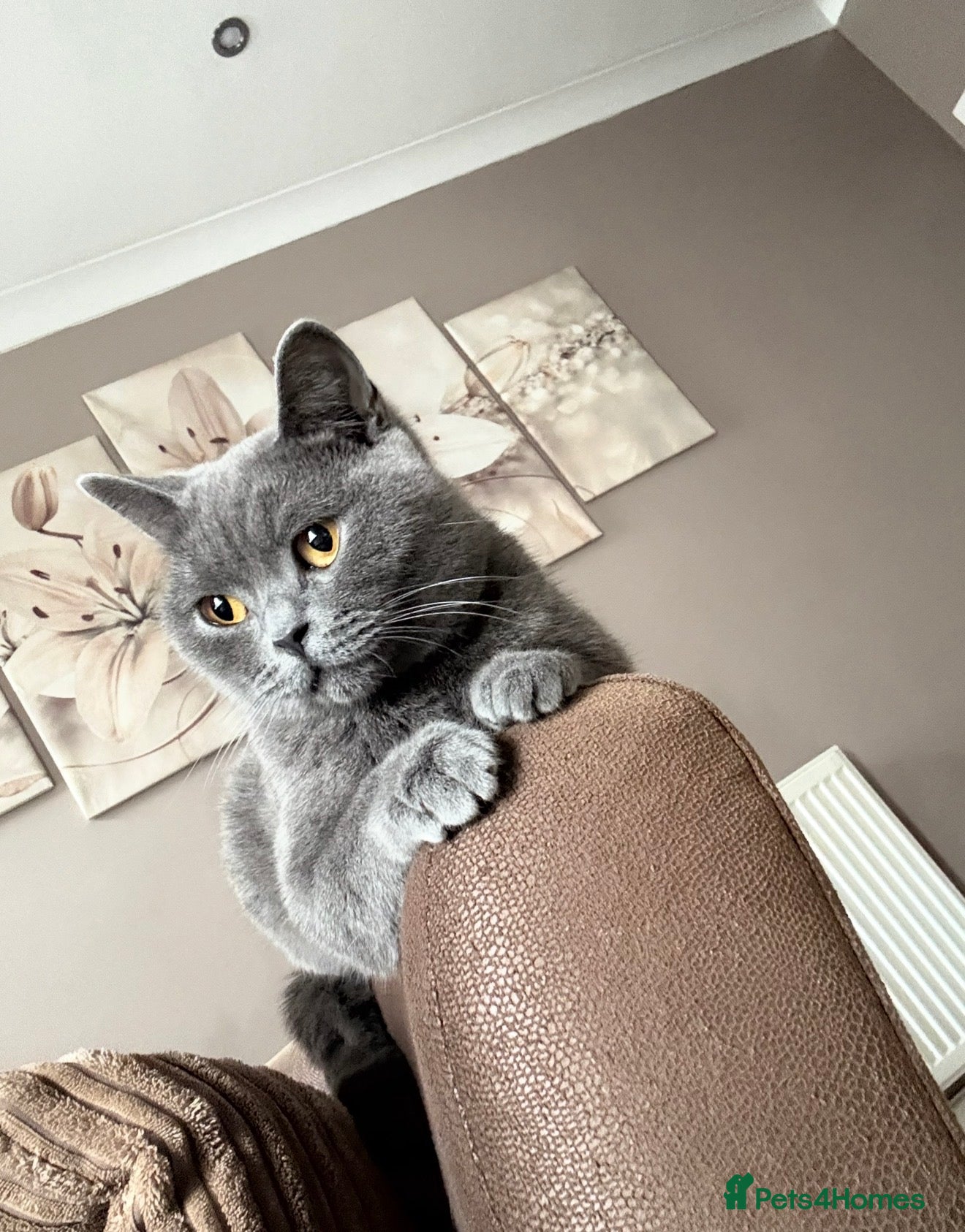 British Shorthair cats Stunning Queen  - Advert 13