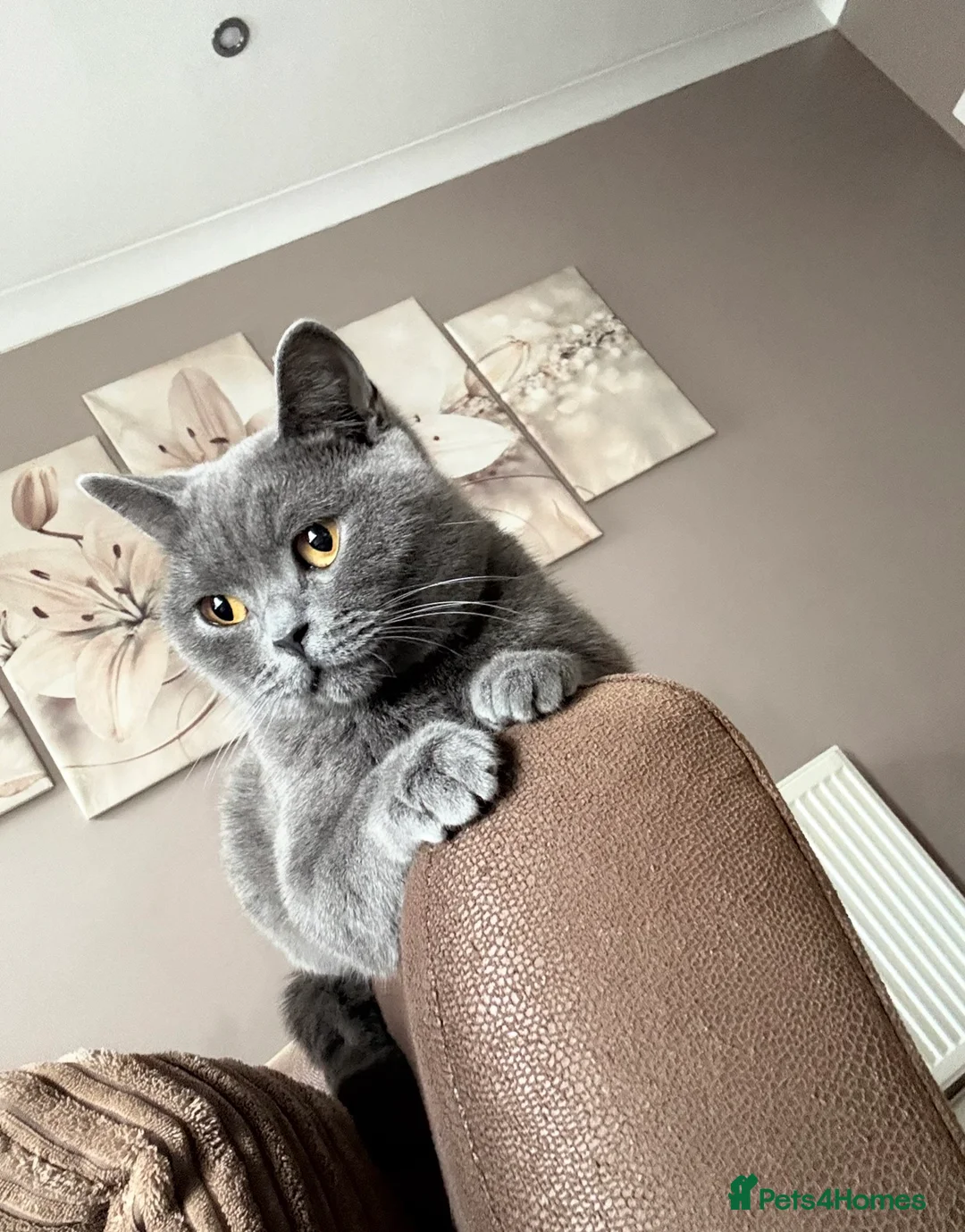 British Shorthair cats for sale: Stunning Queen  - Advert 1