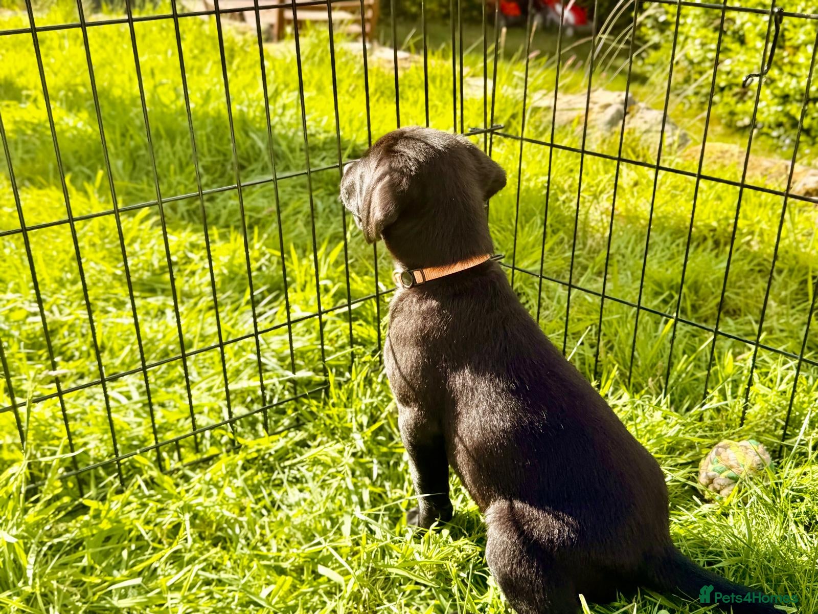 Labrador Retriever dogs Outstanding Labrador Puppies–Exceptional Pedigree - Advert 2