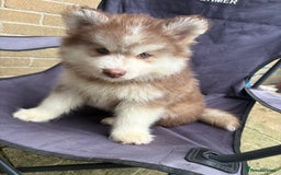 Pomsky dogs for sale: Champion bloodline f4 pomskys - Image 13