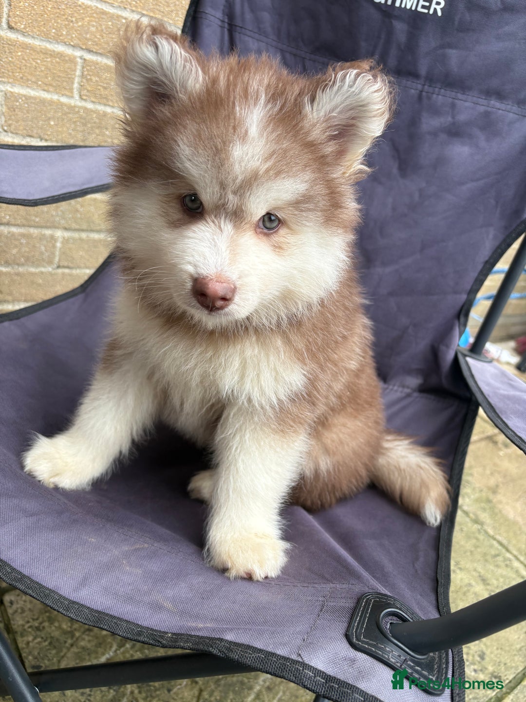 Pomsky dogs for sale: Champion bloodline f4 pomskys - Image 13