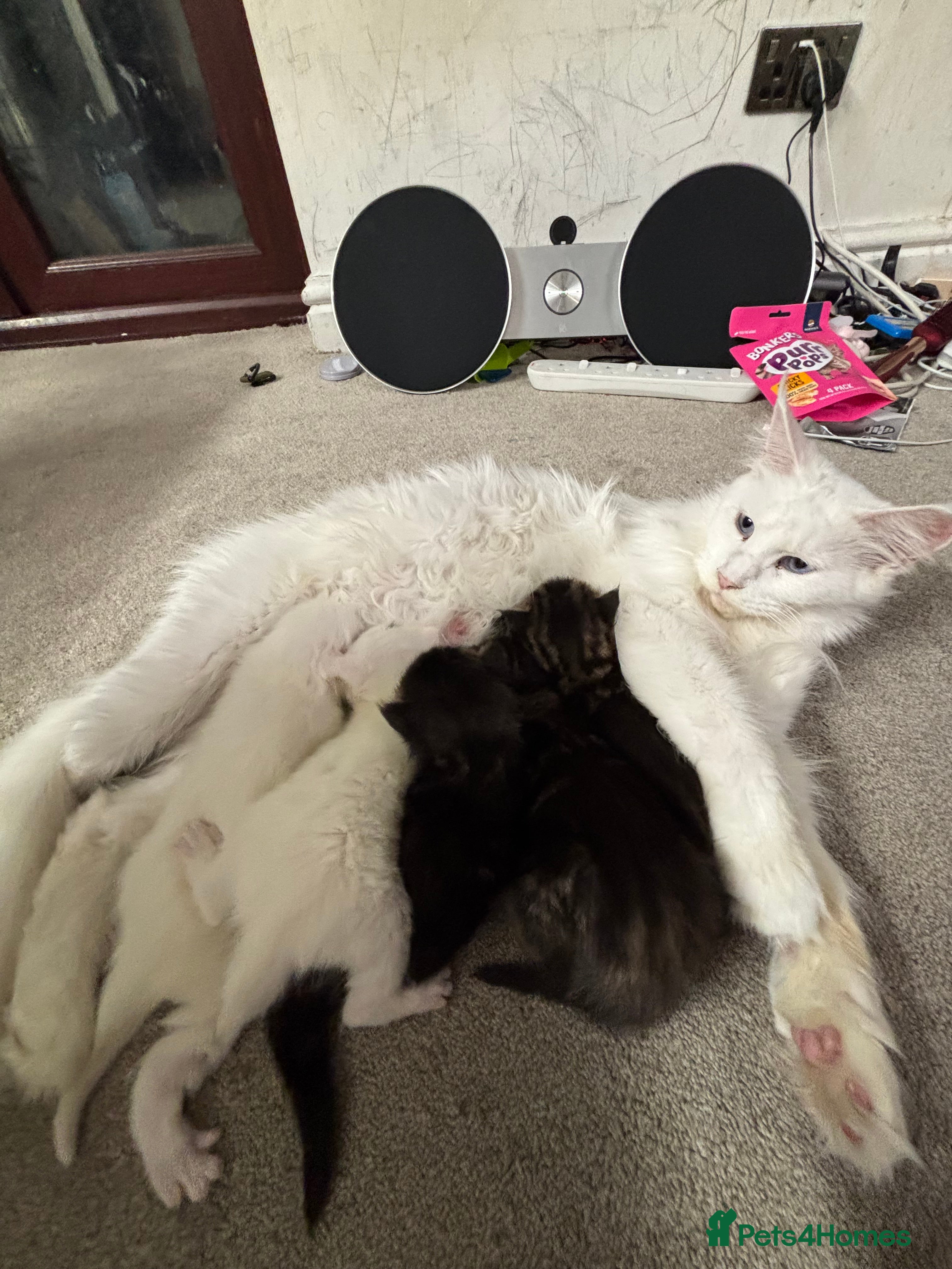 Mixed Breed cats Mix breed kittens - Advert 4