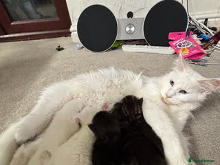 Mixed Breed cats Mix breed kittens - Advert 4