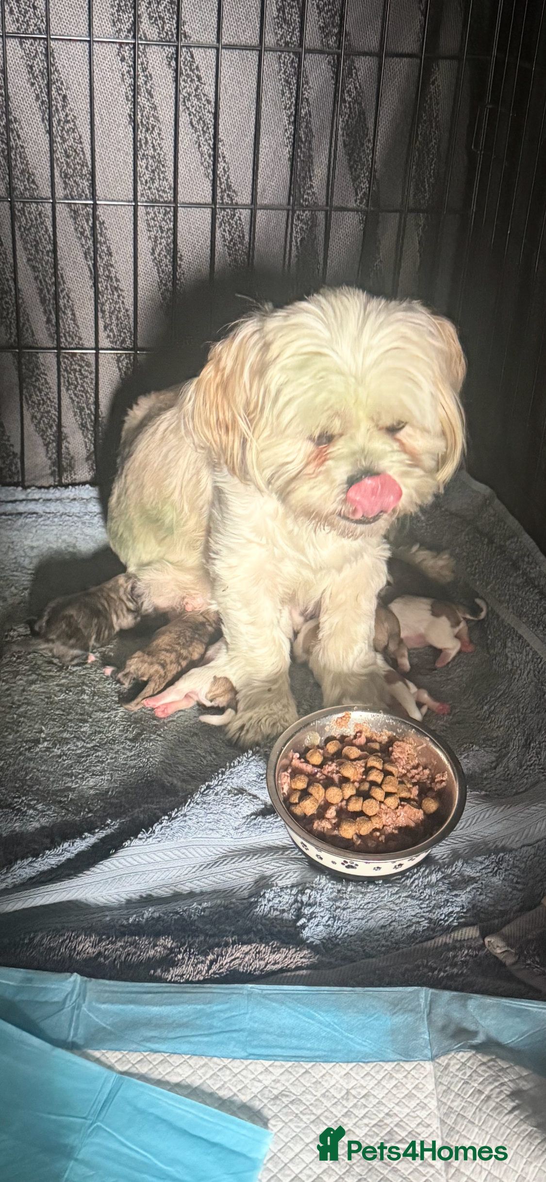 Lhasa Apso dogs 7 beautiful pups looking for their forever family - Advert 2