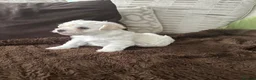 Mixed Breed dogs for sale: 2 gorgeous Maltipoo girls  in Brechin - Advert 15