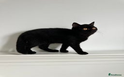 British Shorthair cats for sale: Ready🏡British Shorthair Chuky Kittens - Image 6