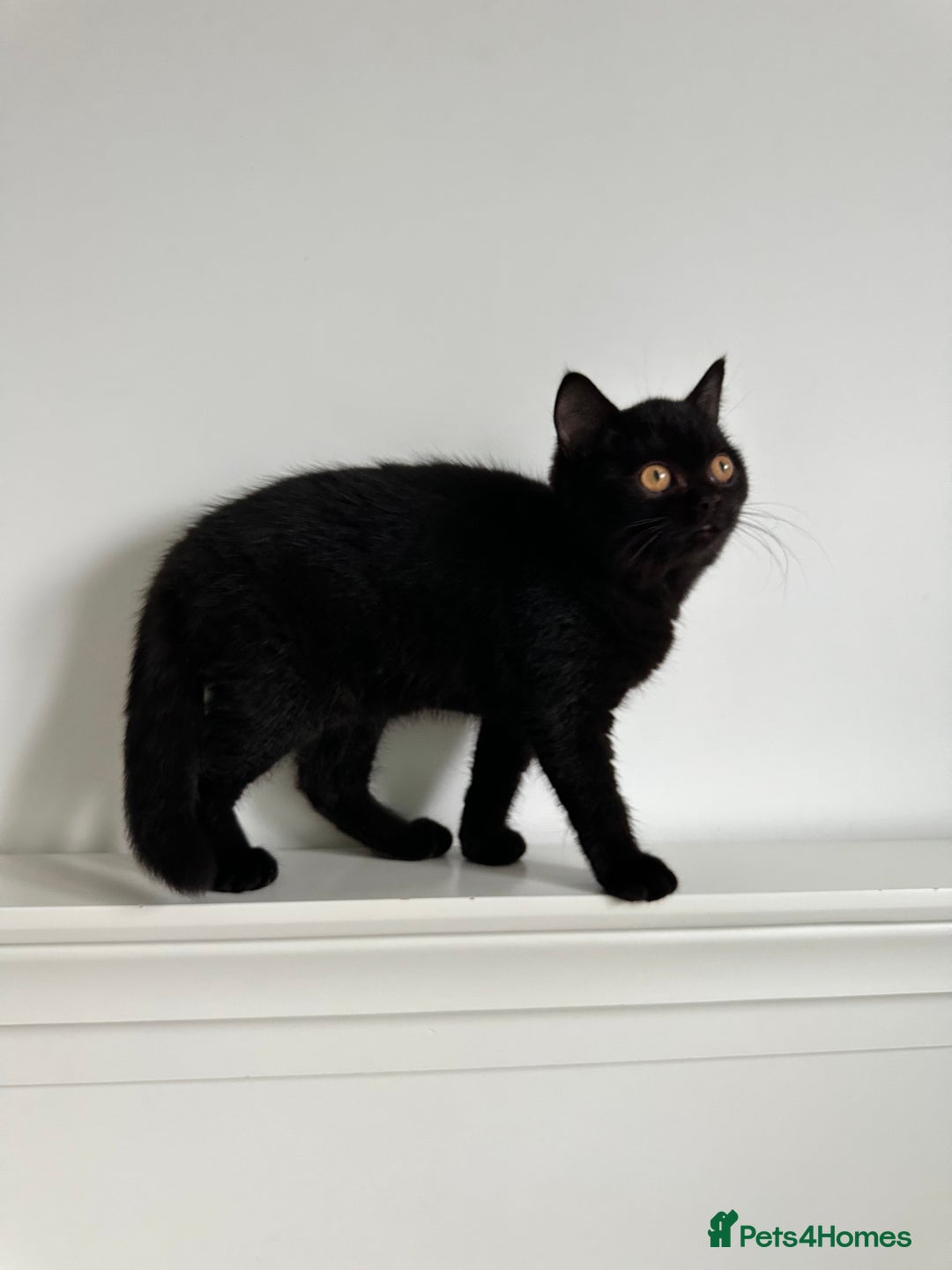 British Shorthair cats for sale: Ready🏡British Shorthair Chuky Kittens - Image 6