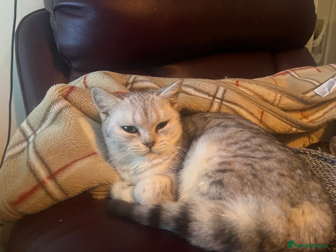 British Shorthair cats for sale: Silver British shorthair kittens  - Advert 4