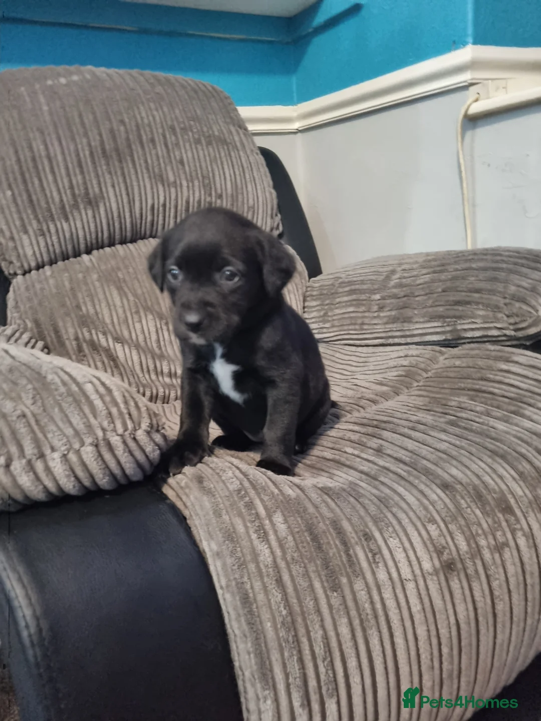 Mixed Breed dogs for sale: 3 xx Stunning Girls Left Staffador Puppies  - Advert 7