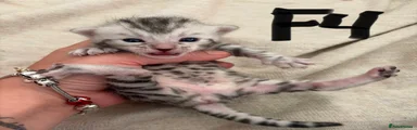 Bengal Kitten 7