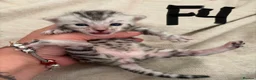 Bengal cats for sale: Bengal Kittens-Beautiful Rosettes – Family Raised - Advert 20