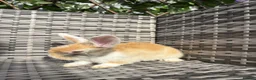 Mixed Breed rabbits for sale: Baby rabbits for sale  - Advert 4