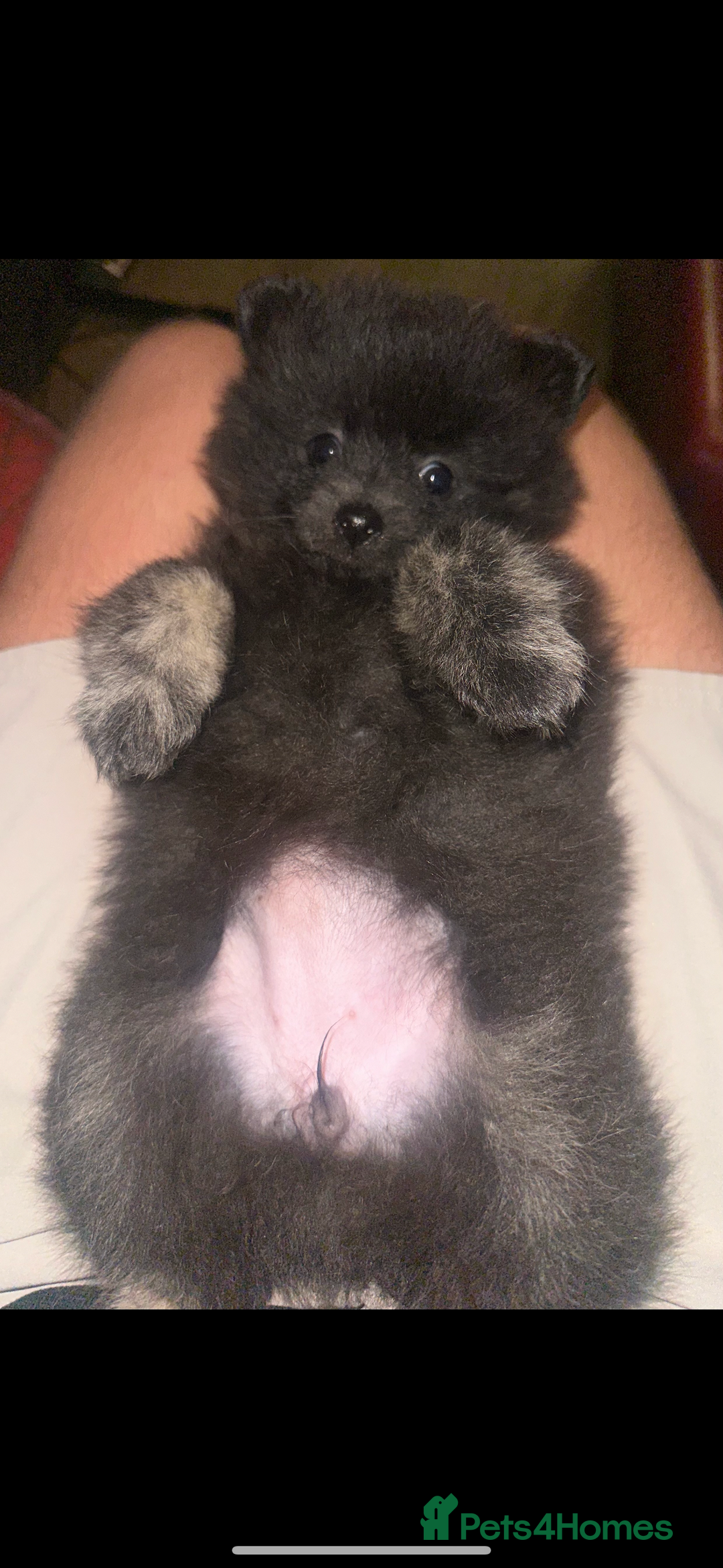 Pomeranian dogs for sale: Pomeranian puppy girl  - Image 6