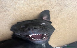 Cane Corso dogs for sale: Female cane corso for rehoming  - Image 3