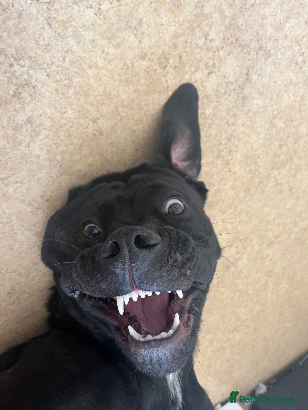 Cane Corso dogs for sale: Female cane corso for rehoming  - Image 3