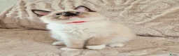 Ragdoll cats for sale: 2 Beautiful Ragdoll Kittens - Advert 17