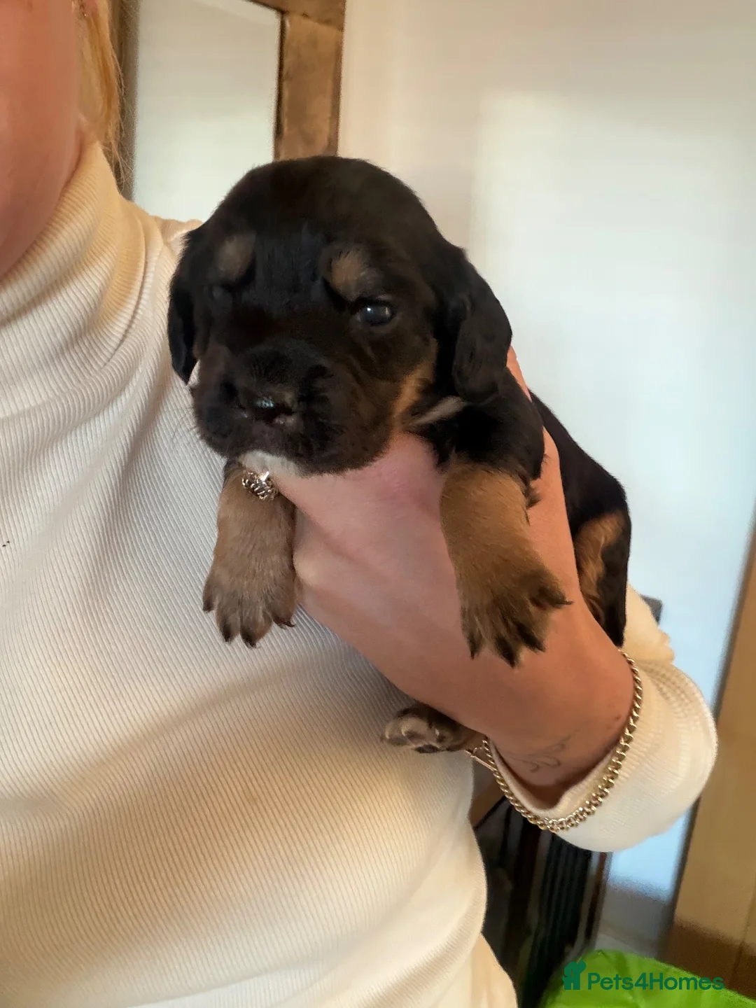 Cocker Spaniel dogs for sale: Cocker spaniel puppies  - Advert 5