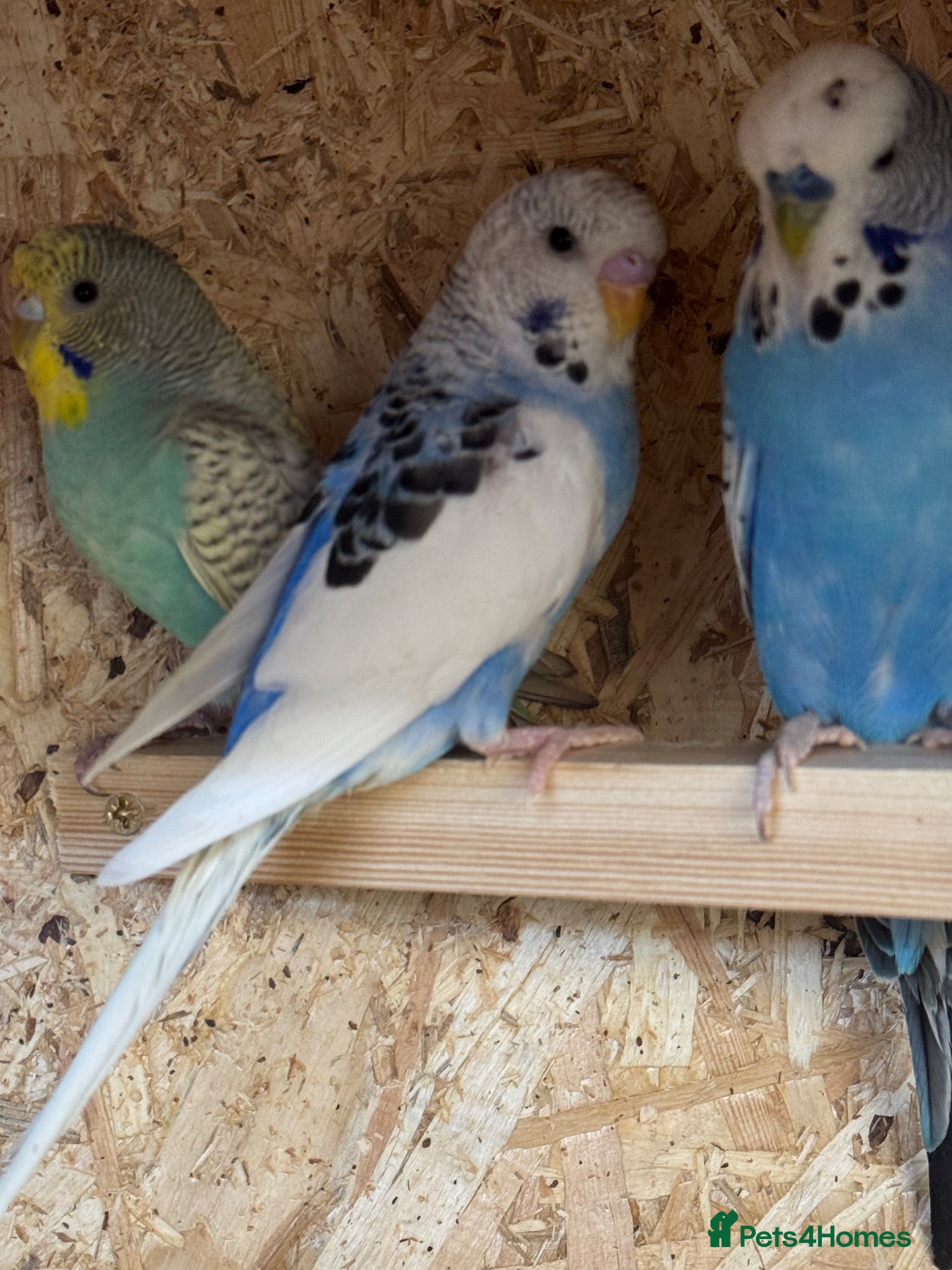 Budgerigars birds Budgies and others for sale  - Advert 10
