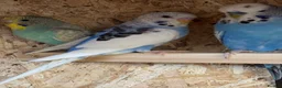 Budgerigars birds for sale: Budgies and others for sale  - Advert 1