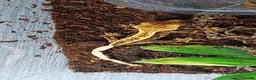 Gecko reptiles for sale: Baby Crested Geckos!! - Advert 12