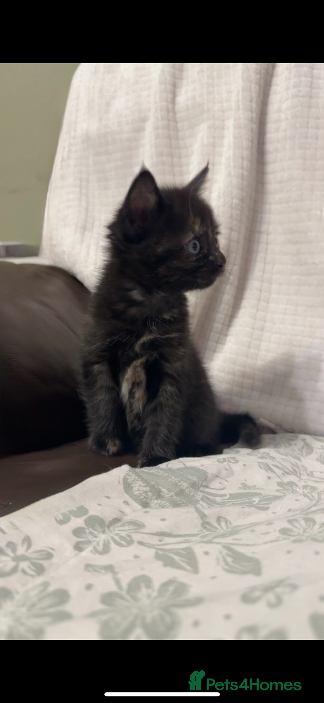 Maine Coon cats for sale: Gorgeous sweet half maine coons  - Advert 9