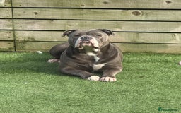 Olde English Bulldogge dogs for sale: Olde English bulldog - Image 3