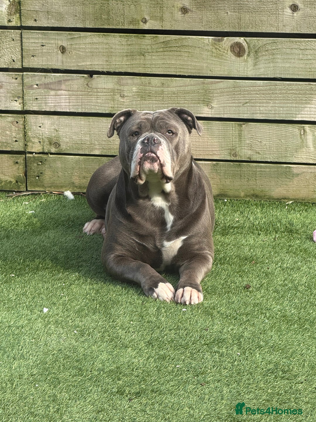 Olde English Bulldogge dogs for sale: Olde English bulldog - Image 3