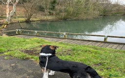 Mixed Breed dogs for sale: Axel looking for a loving home - Image 2