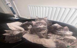 Maine Coon cats for sale: TICA Registered Maine Coon Kittens Blue/Silver - Image 11