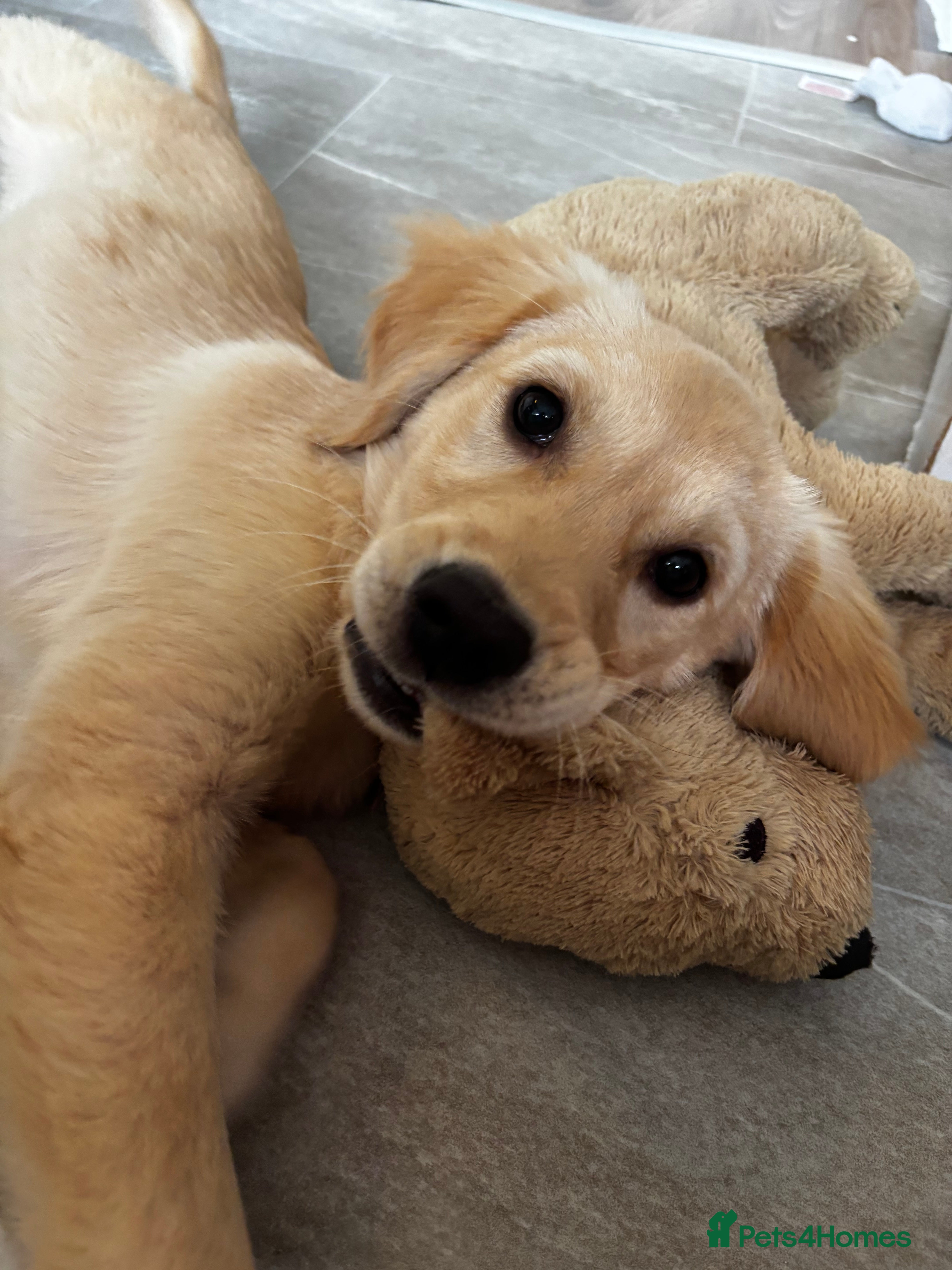 Golden Retriever dogs 7 month old golden retriever puppy  - Advert 1