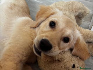 Golden Retriever dogs 7 month old golden retriever puppy - Advert 2