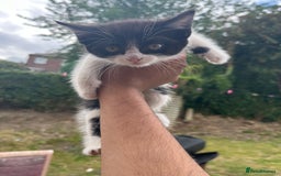 Mixed Breed cats for sale: KITTENS 🌈🐱 - Image 3