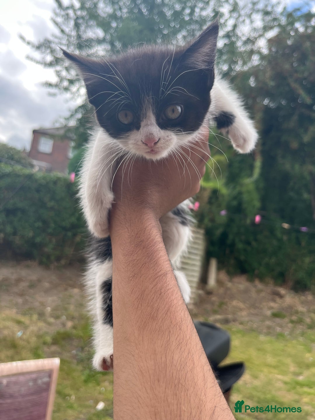 Mixed Breed cats for sale: KITTENS 🌈🐱 - Image 3