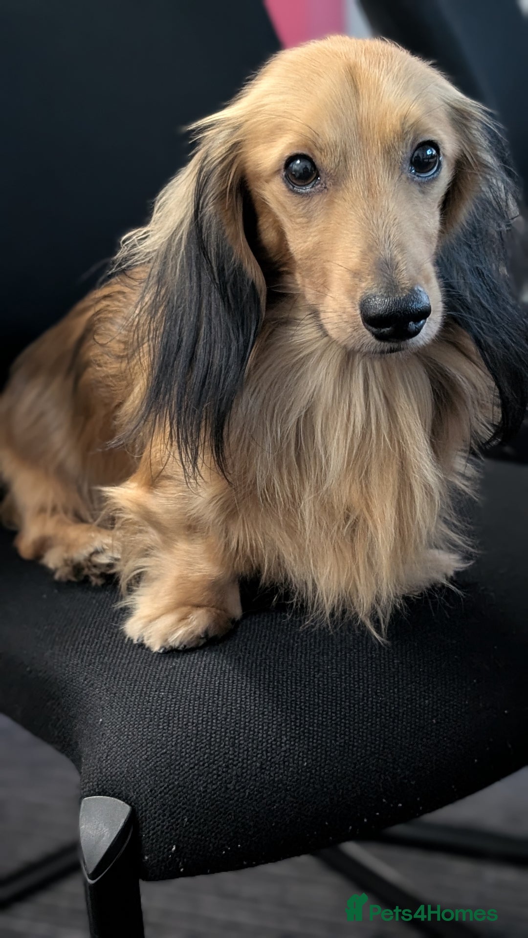 Miniature Dachshund dogs for sale: Stunning Cream Long-Haired Miniature Dachshund  - Advert 7
