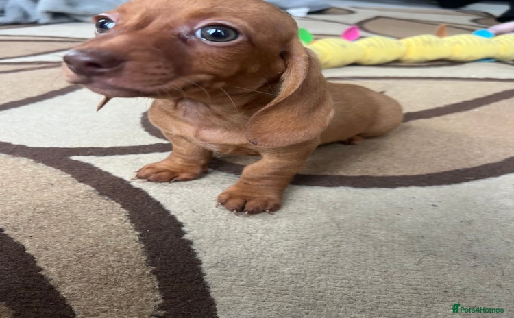 Dachshund dogs - Advert 4