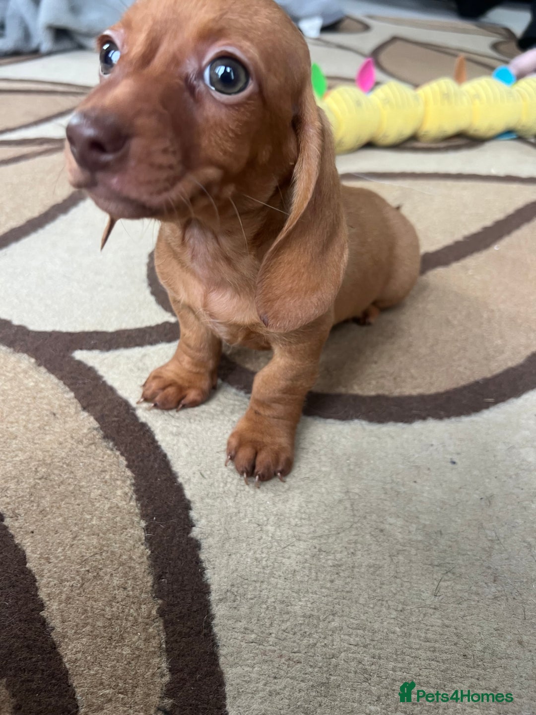 Dachshund dogs for sale: 🐾Little Dachshund Puppies🐾 - Image 5