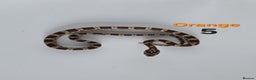 Corn Snake reptiles for sale: Baby Cornsnakes  - Advert 35