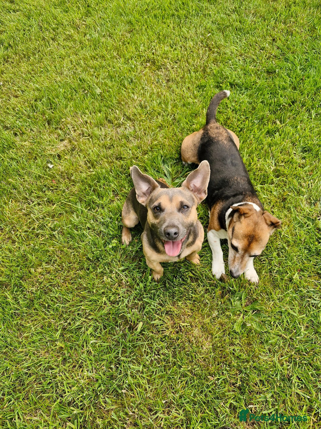 Jack Russell dogs for stud: Blue/lilac JACK russell stud  - Advert 9