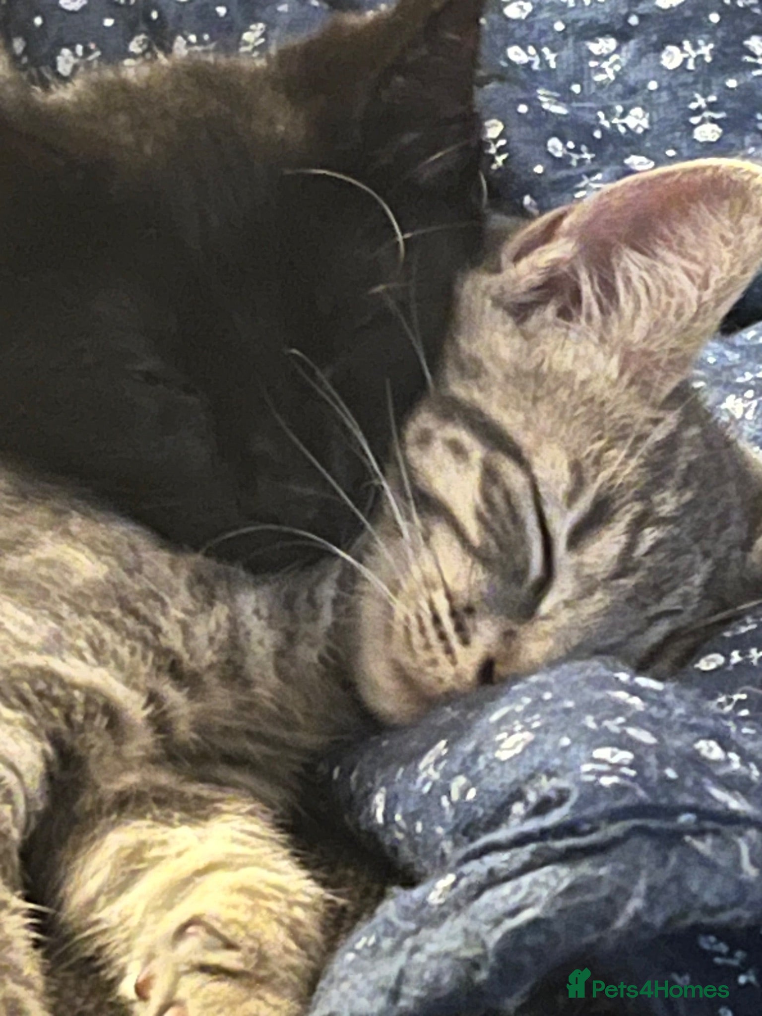 Mixed Breed cats Russian Blue cross  - Advert 13
