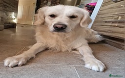 Golden Retriever dogs for sale: Dave the Retriever - Image 4