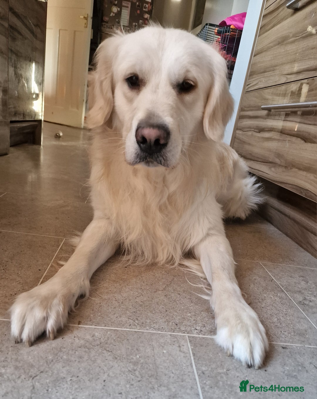 Golden Retriever dogs for sale: Dave the Retriever - Image 4